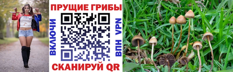 Галлюциногенные грибы прущие грибы Вичуга